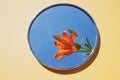 A round mirror lies on a light background. A female hand with a tiger lily is reflected in the mirror.