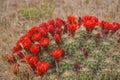 Round Mojave Mound Cactus Echinocereus triglochidiatus Royalty Free Stock Photo