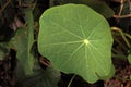 ROUND NASTURTIUM LEAF WITH RADIAL VEINING NETWORK