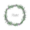 Round natural backdrop or wreath made of rosemary hand drawn on white background. Decorative frame consisted of