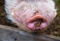 Round nose pig`s snout smeared in the ground close up selective focus