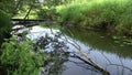 Round observing video of forest river at the summer morning