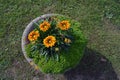 Round old concrete stone vase with flowers, retro style Royalty Free Stock Photo