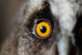 Round orange eye of an owl. Portrait of a bird, close-up. Royalty Free Stock Photo