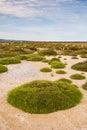 Round Patches of Grass in Saint Lucie Regional Natural Reserve Salines, Port-la-Nouvelle, France