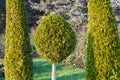 Round pine on a background of green