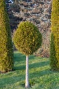 Round pine on a background of green.