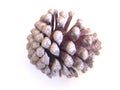 Round Pine Cone on its Side on White