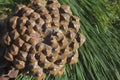 Round pine cone, lying on the pine branches