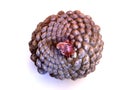 Round Pine Cone from the Top on White