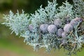 Round pine cones among green pine leaves