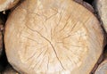 Round pine logs. Large wood texture with cracks