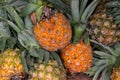 Round pineapple with green leaf. Exotic fruit photo closeup. Ripe pineapple bunch for sale on tropical farm market Royalty Free Stock Photo