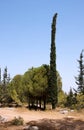 Round pinetree and long thin cypress Royalty Free Stock Photo