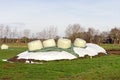 Round plastic wrapped bales of hay cattle winter feed in a field