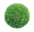 Round pom-pom shape clipped topiary tree isolated on white background for formal Japanese and English style artistic design garden