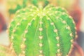 Round potted green spiky thorny cactus on window sill. House room plants urban jungle concept. Soft warm colors vintage Royalty Free Stock Photo