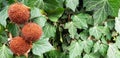 Panorama of prickly balls of chestnut.