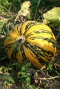 Round pumpkin in the garden
