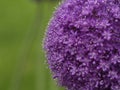 Round Purple Flower