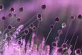 Round purple flowers on a thin stalk Royalty Free Stock Photo