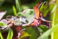 Round Rain Drops on Purple and Green Plants and Grass