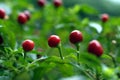 Round Red Chilis Royalty Free Stock Photo