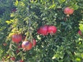 Fruit - Pomegranate