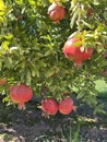 Fruit - Pimegranate