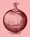 Round red onion with roots and a brittle top, isolated on a pale red background