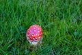 a red toadstool Royalty Free Stock Photo