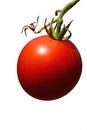 Round red tomato Solanum Lycopersicum from ecological agriculture on foot-stalk, white background