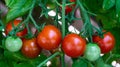 Tomato Solanum lycopersicum Royalty Free Stock Photo