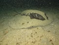 Round ribbon tail ray hiding in the sand Royalty Free Stock Photo