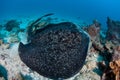 Round Ribbontail Ray in Cocos Island Royalty Free Stock Photo