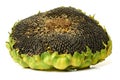 Round ripe sunflower full of black seeds Royalty Free Stock Photo