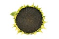 Round ripe sunflower full of black seeds on a white background Royalty Free Stock Photo