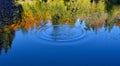 Round ripples from a dropped pebble in the pond with reflection of autumn forest Royalty Free Stock Photo