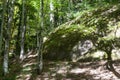 round rock in the sunlit forest