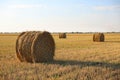 Round rolled hay bales in agricultural field on sunny day Royalty Free Stock Photo