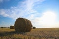 Round rolled hay bales in agricultural field on sunny day Royalty Free Stock Photo