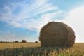 Round rolled hay bales in agricultural field on sunny day Royalty Free Stock Photo