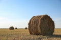 Round rolled hay bales in agricultural field on sunny day Royalty Free Stock Photo