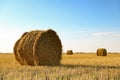 Round rolled hay bales in agricultural field on sunny day Royalty Free Stock Photo