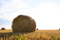 Round rolled hay bales in agricultural field on sunny day Royalty Free Stock Photo