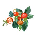 Round rosehip fruits are red in color