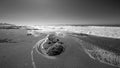 Round sea tangle of kelp on Moonstone Beach in Cambria on the central coast of California United States - black and white