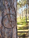 a round seal imprinted in the bark of the tree, for easier navigation in the woods