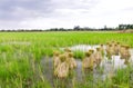 Round of seedings rice in farm Royalty Free Stock Photo
