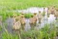 Round of seedings rice in farm Royalty Free Stock Photo